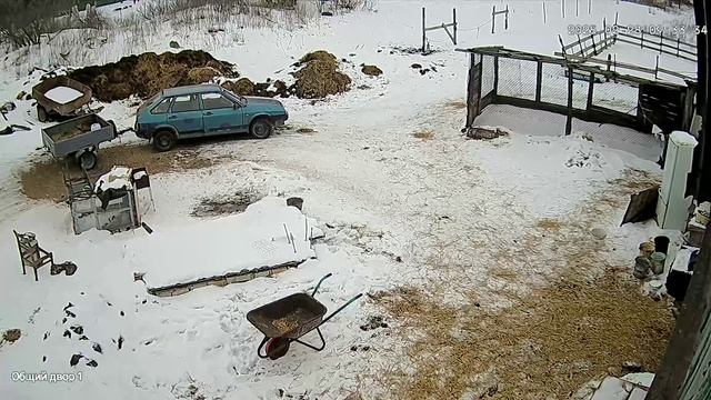 Зайци ходят по двору