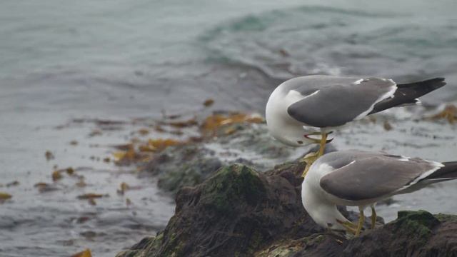 Чернохвостые чайки