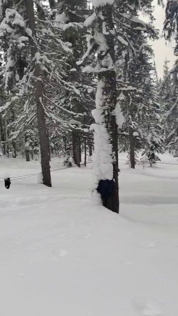 28 Балаган на реке Сухой пит зимой Мотособака Снегоход Мороз Сибирь