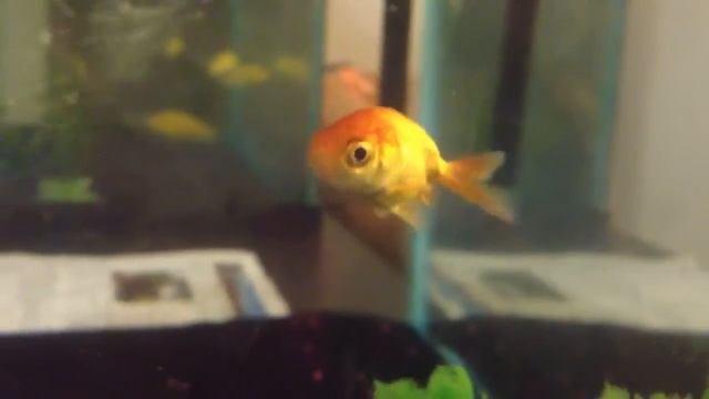 Mini Updates!