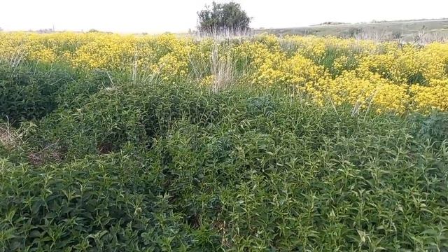 7 дней КоПа на деревне (День5)