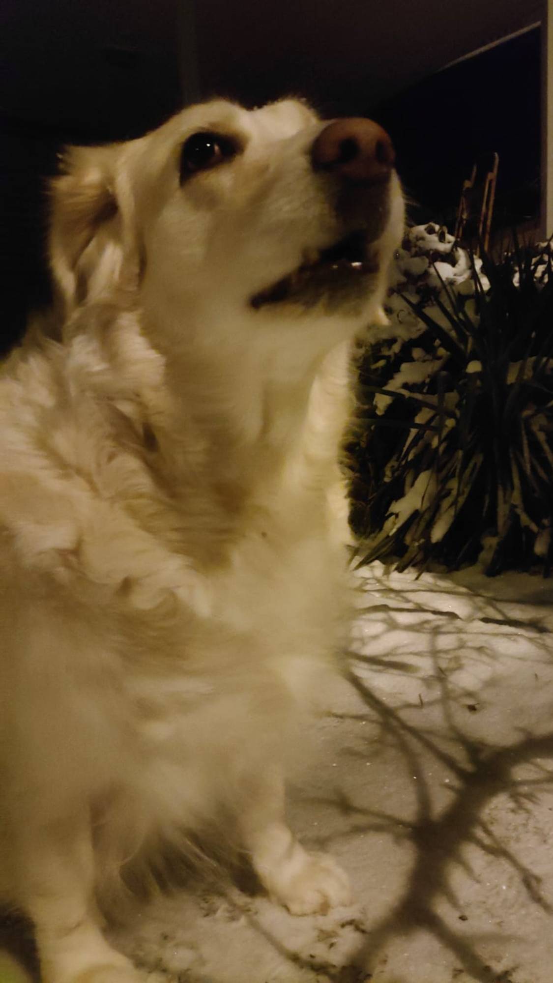 #tori ❄️ вечер Смотреть со звуком! #зима #live  #shorts  #dog