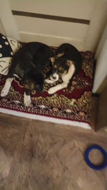 28-02-2025 Якутята