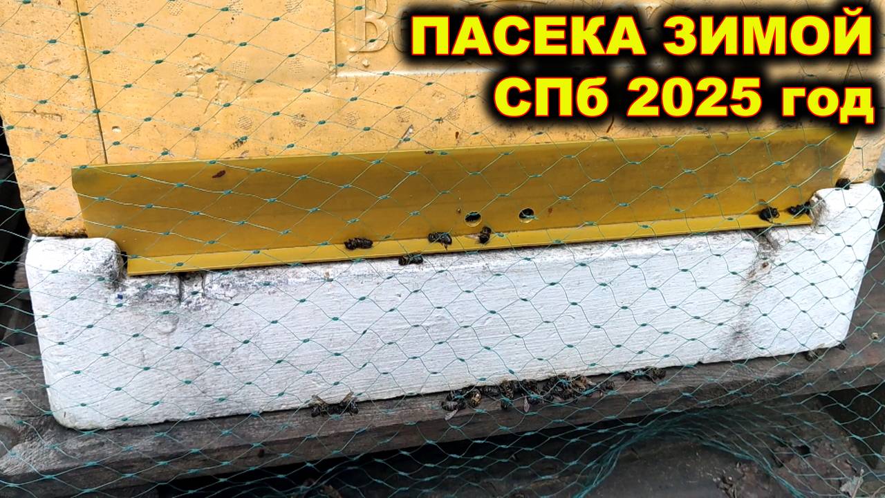 Как зимуем в 2025 году. Санкт - Петербург.