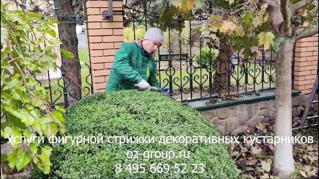 Услуги фигурной и топиарной стрижки декоративных кустарников на даче. Выезд Агрономов. Звоните!