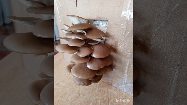 We grow oyster mushrooms at home.Part 2. #mushrooms at home #oystermushrooms Выращиваем вёшенки