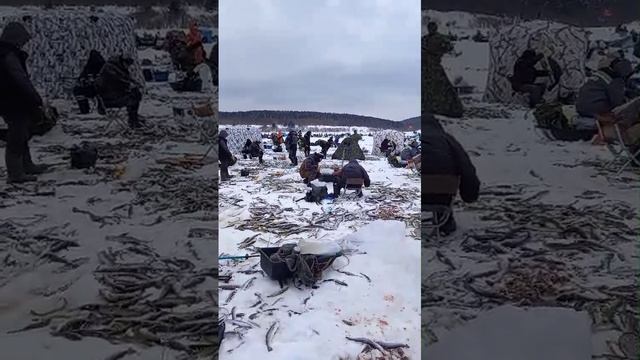 Гниет на льду сахалинская навага