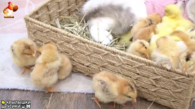 Утята и Цыплята - Кошки и котята (208) Хвостики да Усики ❣️