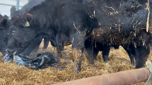 CALF IS BORN! (Mini Vid #1)