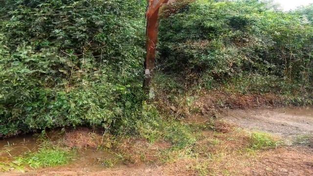 beko besar alat berat hitachi excavator ZX 210 F 5G semi long arm bongkar sarang ular samping hutan