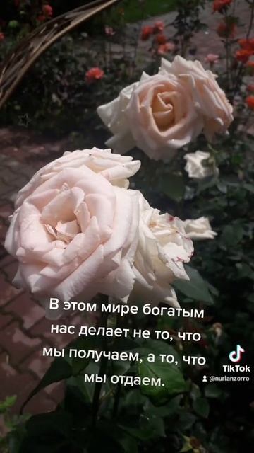 жизнь