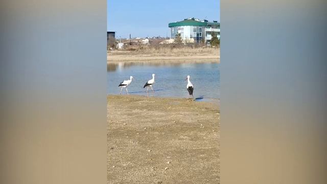 Спасенный севастопольцами аист вернулся к сородичам