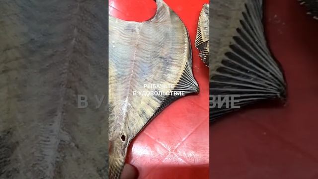 Вот чем отличаются камбала и ёрш.