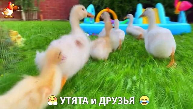 Утята с друзьями – мир нежных эмоций 🤗 эпизод (31)