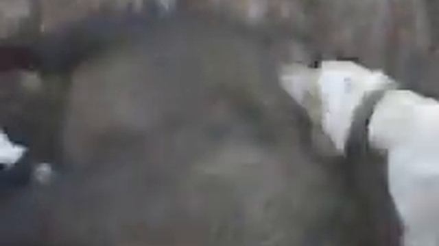 gjuetia e derit ne negotin xheki dhe miki 2011
