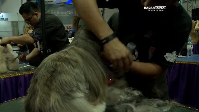 Radar Television com Otavio Neto - Ramy Moscovic na Pet South America 2018