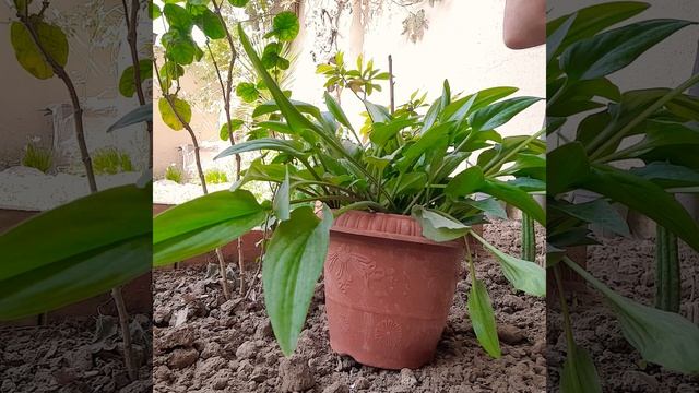 الهوستا الأفريقية أولسان_العصفور وتفاصيل الاهتمام بها 🌱#العراق #زراعة#مصر #الجزائر#المغرب#السعودية