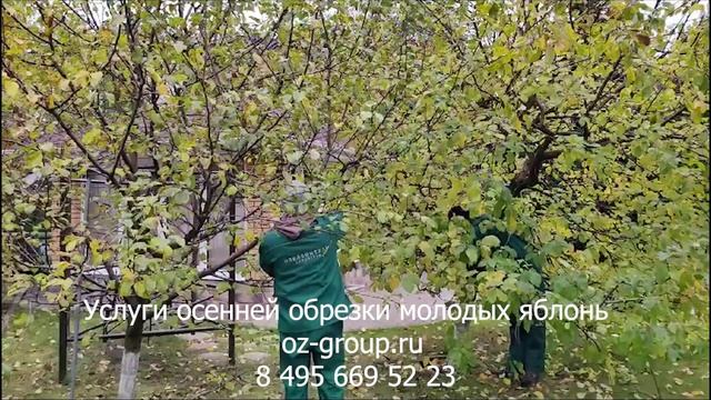 Услуги осенней обрезки молодых деревьев яблони на даче. Выезд Агрономов по Москве и области. Цены.