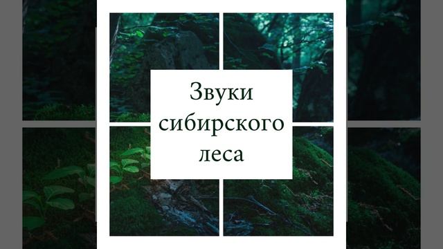 Звуки
