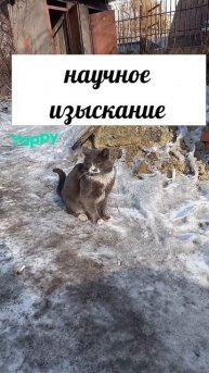 #кот #котэ #коты #котики #котята #котенок #кошка #киса #инстакот #безкотаижизньнета #семья #animals