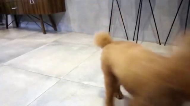 Smart Pet Feeder