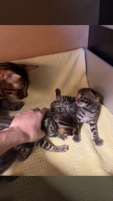 Котята