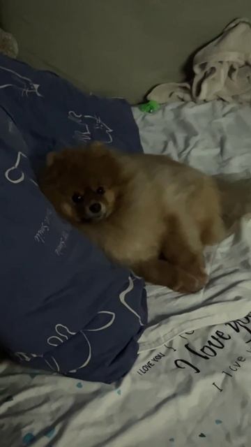 Приятных сновидений, друзья 🐈🦁😍