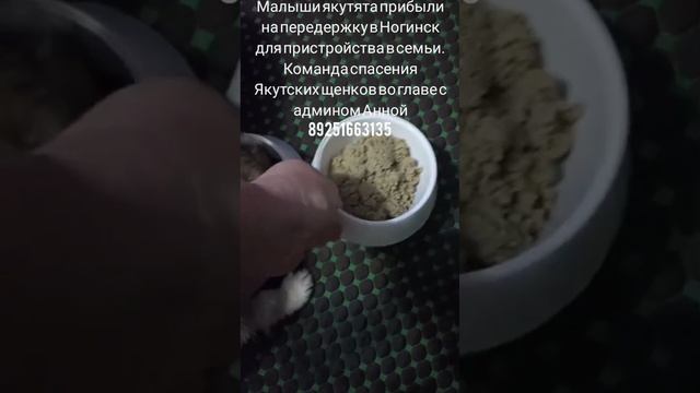 28-02-2025 Якутята ппбж