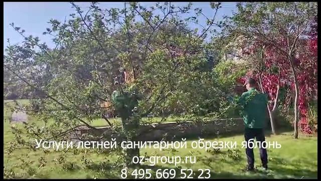 Услуги летней санитарной обрезки плодовых деревьев яблони на даче. Выезд Агрономов в Москве и обл.