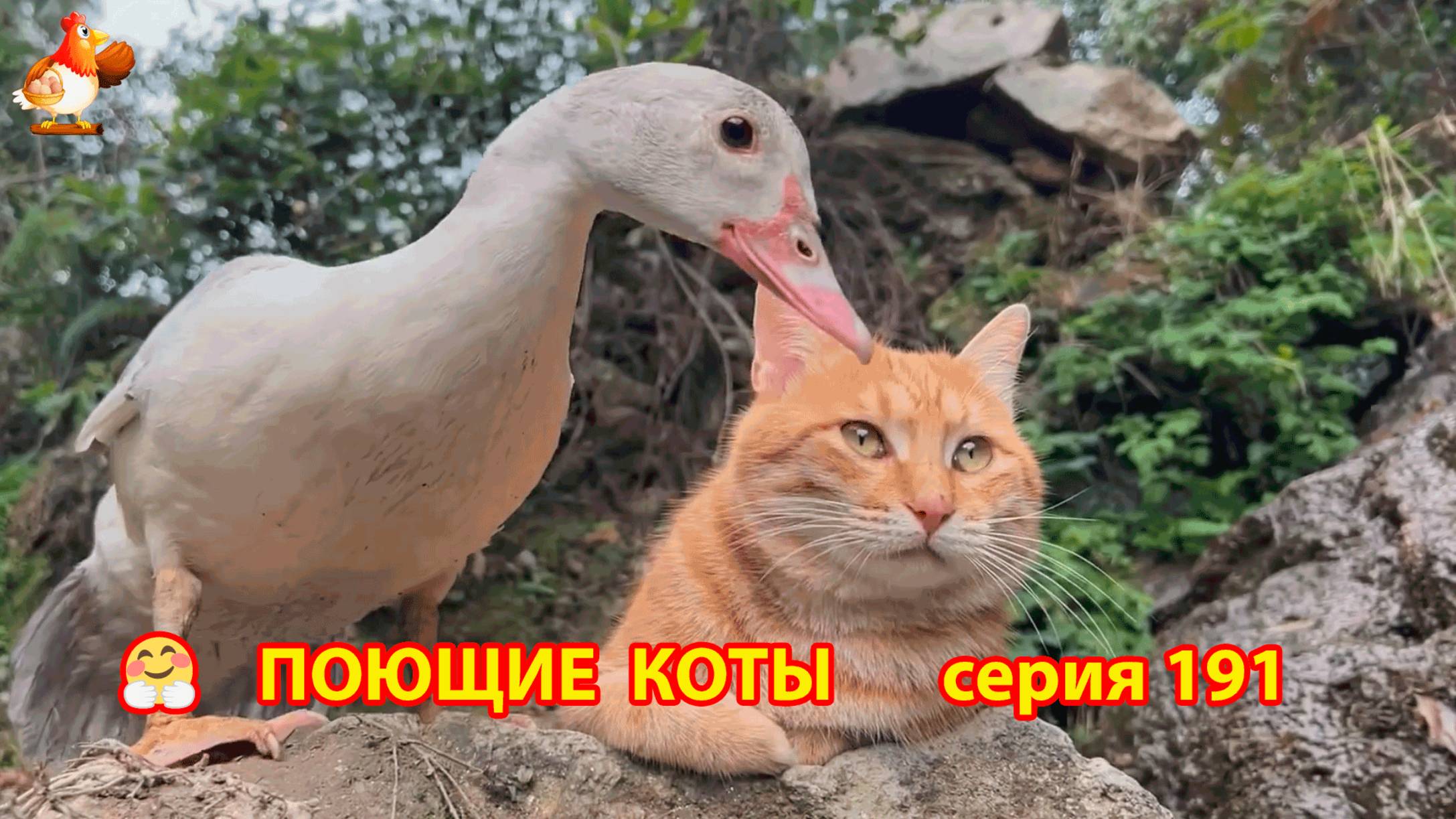 Крутые коты у птичьего двора серия (191) 🐈🐈😹 Природа Абхазии и подворье с птицами и животными ❣