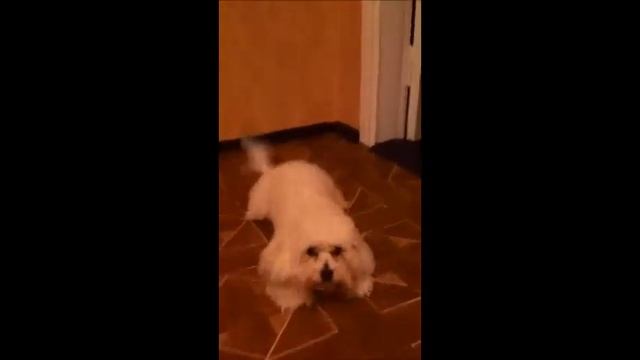 Мальтийская болонка Джессика возмущается \ maltese cut up rough