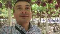 Виноград Обыда Бабаджанова Гулистан