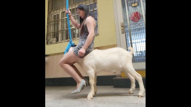 Sheep Riding  sheepridingovejas Schafreiten езда на овцах