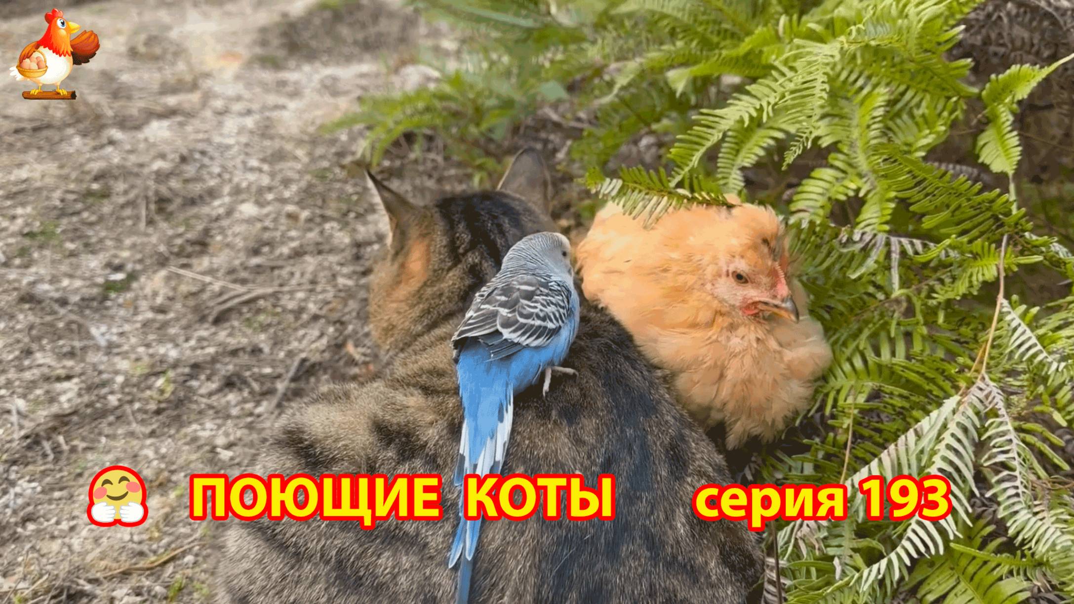 Крутые коты у птичьего двора серия (193) 🐈🐈😹 Природа Абхазии и подворье с птицами и животными ❣