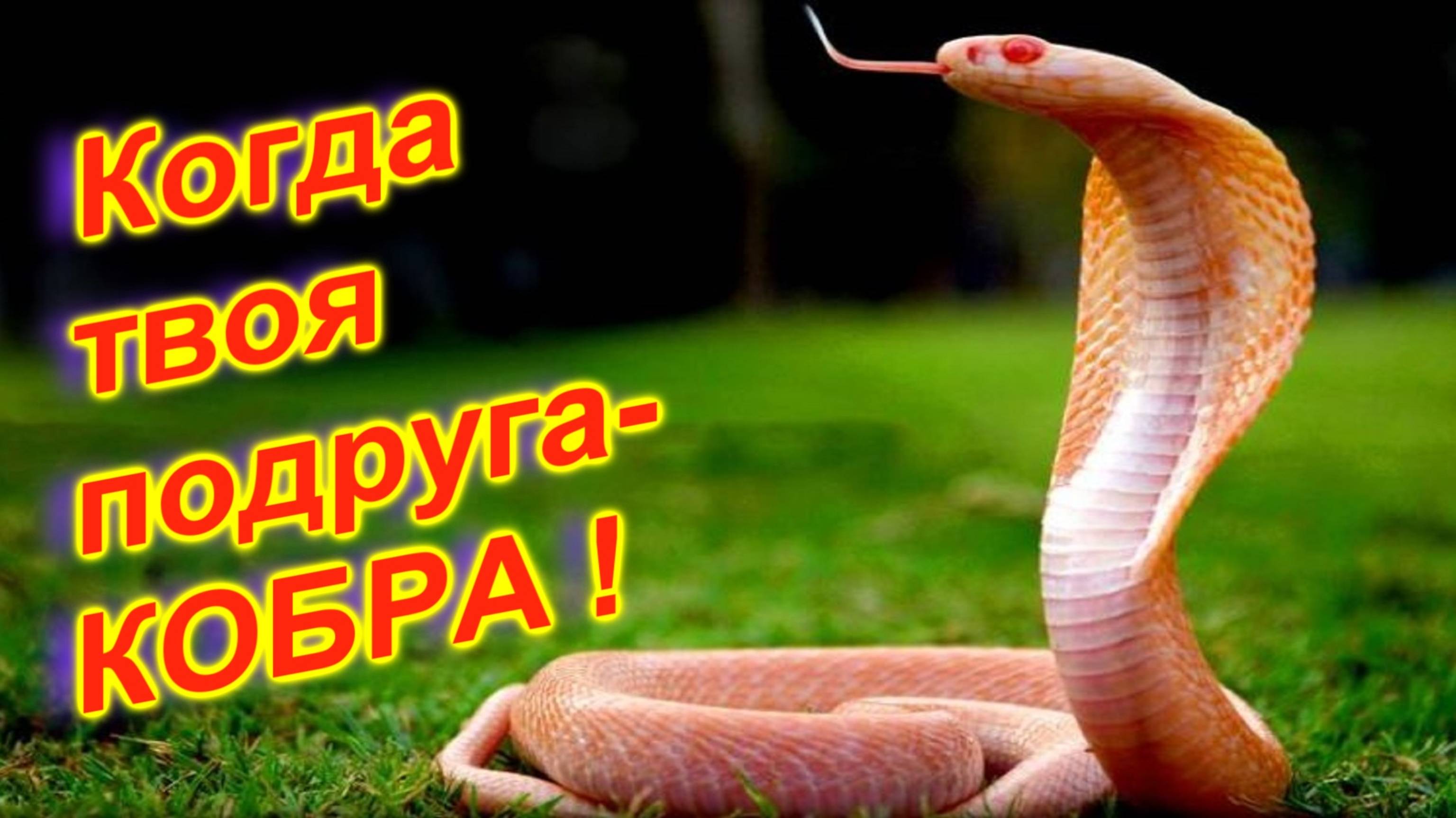 🔴Укротитель змей🔴Граница страха и  восторга🔴Остров Самуи🔴Тайланд🔴Snake show🔴Koh Samui🔴