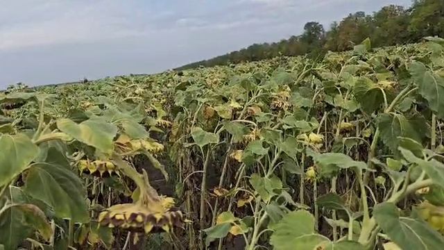 Поселок Октябрьский, гибрид подсолнечника Куба