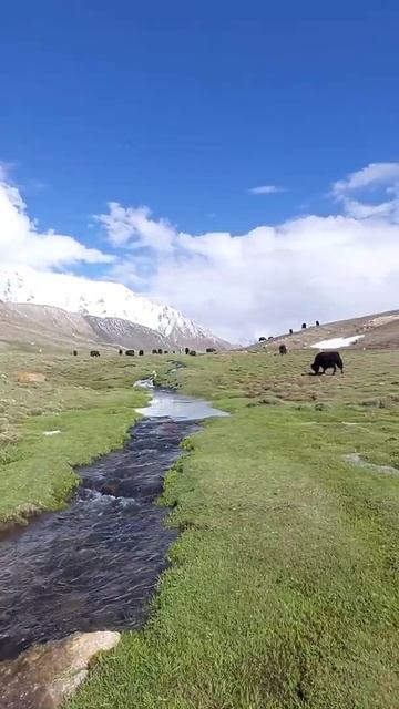 World's Highest Wetlands & Biggest Grasslands where Yalks Graze #Shimshalpass #Pamirpastures