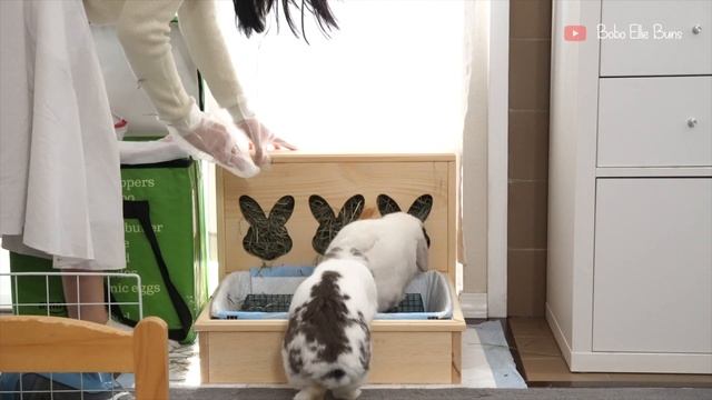 Small bunny room makeover | New litter box for my bunny 🐰