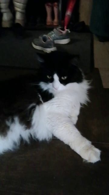 #котик_с_верёвкой