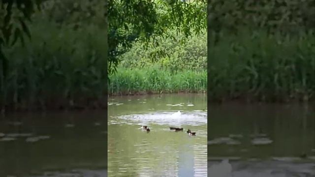 Гуси-Лебеди и перекоп на Бобровом болоте в Парке Яуза на Олонецком пр. в Москве от 07.06.2024 года.