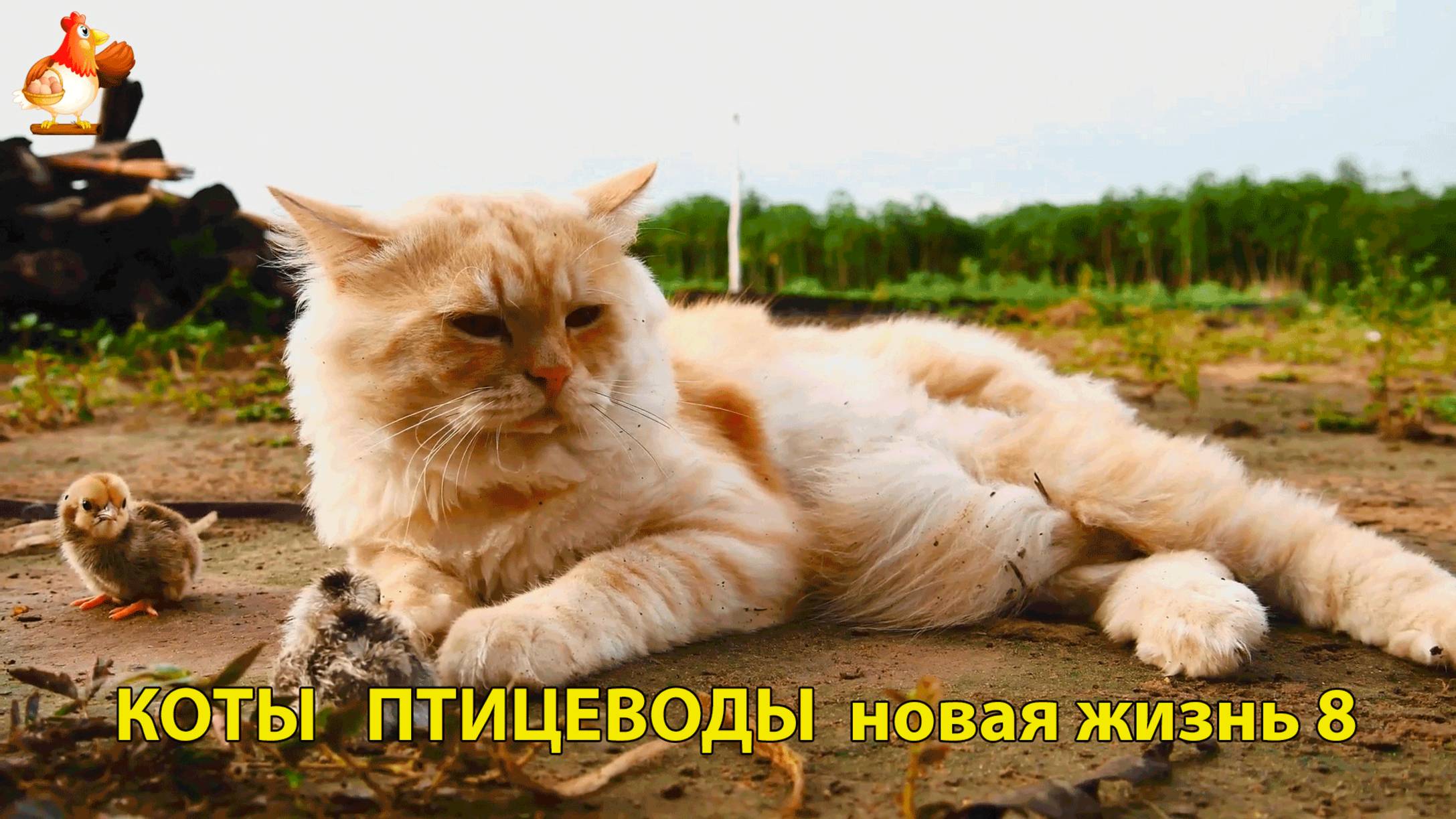 Коты птицеводы со своими подопечными 😹🐈🐈 Новая жизнь – выпуск (8) ❣️🤗😂