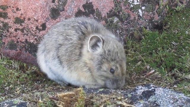 Pika on Hallett Peak, Rocky Mountain National Park