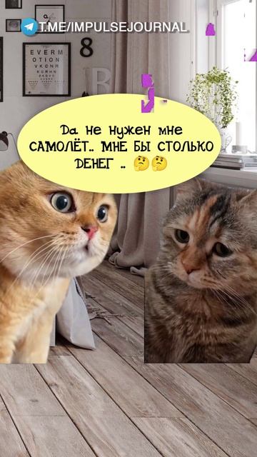 Самолёт #мыкотики #вмем #разговор #анекдот #шутки #животные #юмор #кошки #смешное #мемы #скетчи