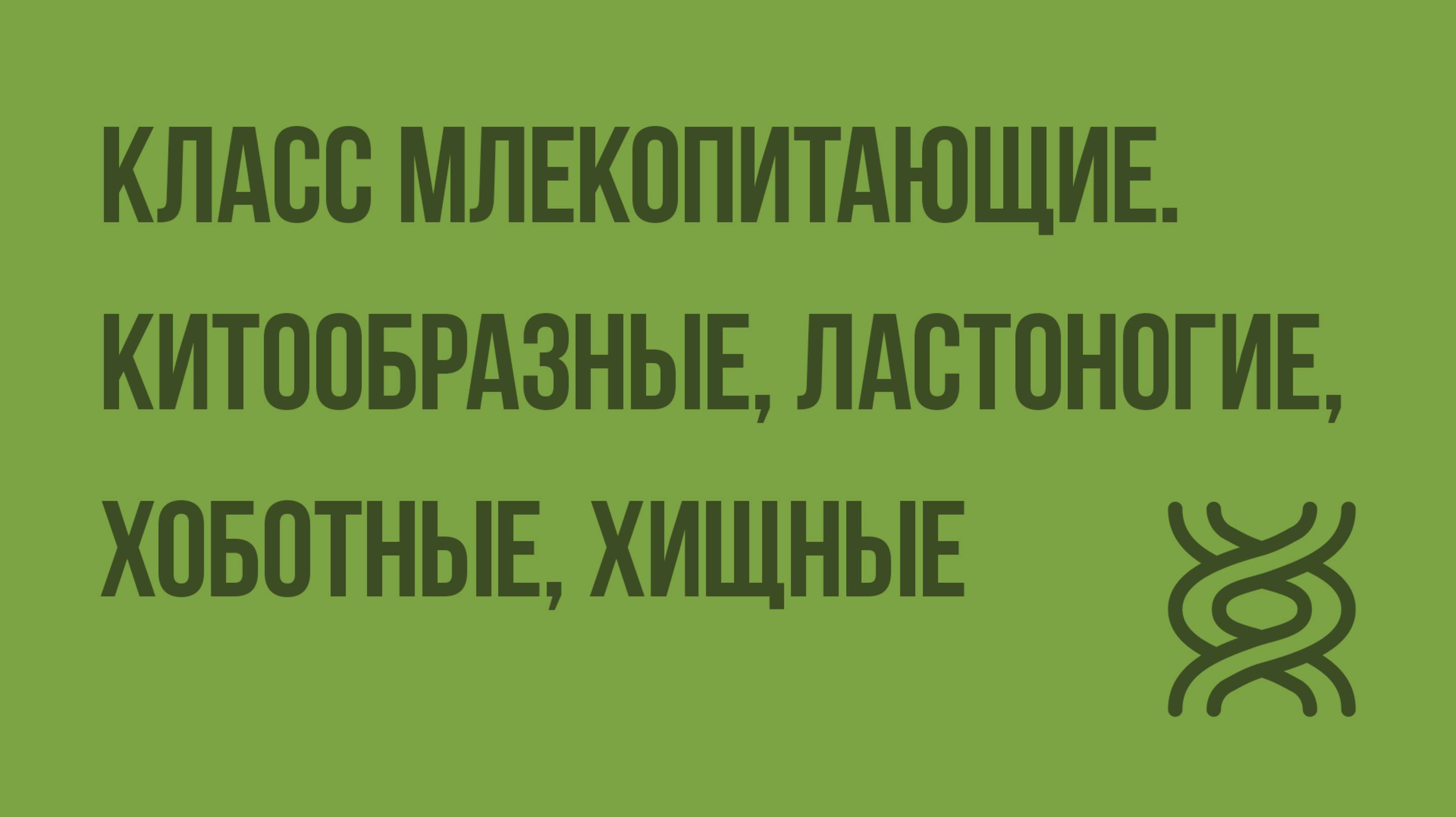 Класс Млекопитающие.Китообразные, Ластоногие, Хоботные, Хищные. Видеоурок по биологии 7 класс