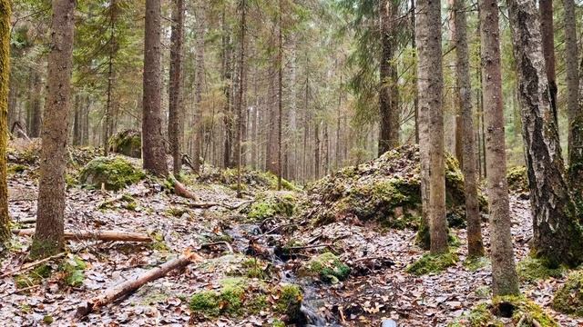 Небольшой ручеек в сосновом лесу. Идет снег, звуки леса. Успокоение.