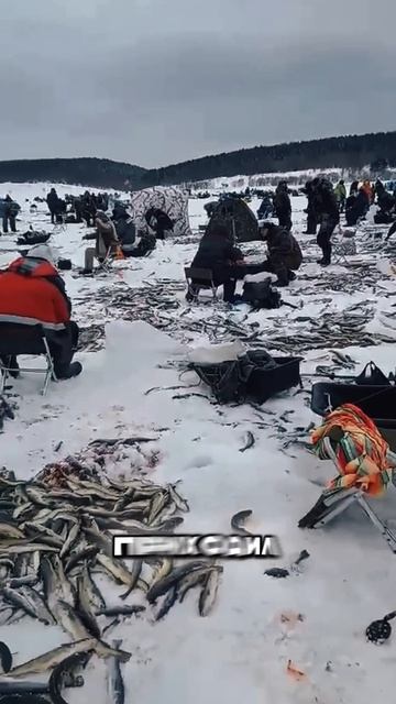 Мор Наваги на Сахалине