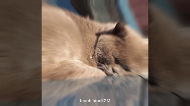 INTRESTING FACTS ABOUT CAT 😻 #shorts