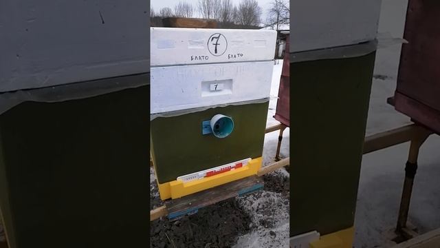 Пчела и 147 регион