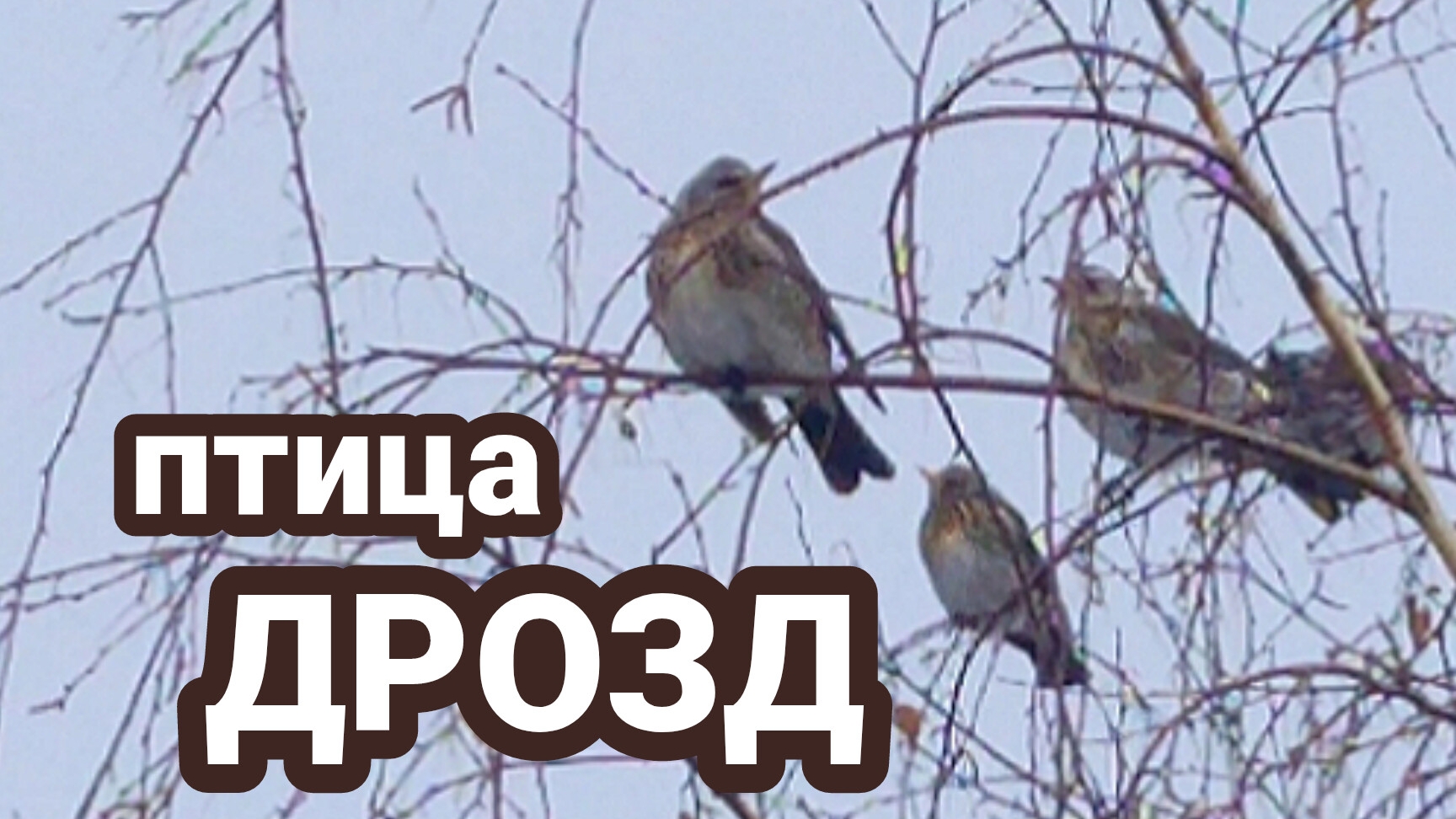 Птицы появились внезапно