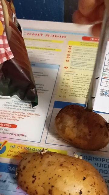 картошку убила картошку
